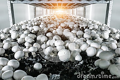 Modern industrial cultivation of white mushrooms in large volumes Stock Photo