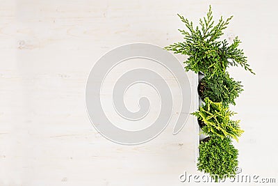 Modern interior with green young conifer plants in white box on beige wood board background with copy space top view. Stock Photo