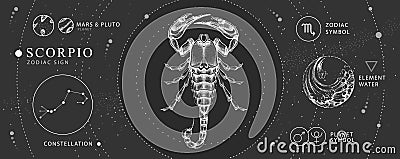 Modern magic witchcraft card with astrology Scorpio zodiac sign. Realistic hand drawing scorpion illustration. Vector Illustration