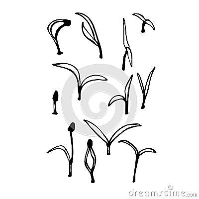 Young sprout microgreen isolated on white background. Hand drawn vector illustration in black and white Vector Illustration