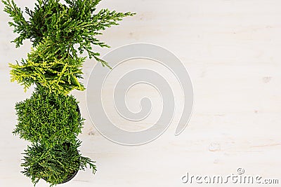 Modern, minimalist composition with border of conifer plants in pots top view on white wooden board background. Stock Photo