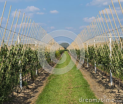 Modern orchard Stock Photo