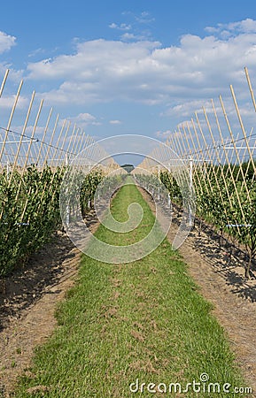 Modern orchard Stock Photo