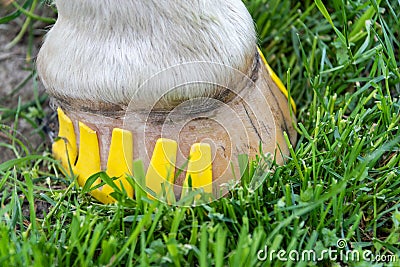 Modern plastic horseshoes made of composite material provide better shock absorption Stock Photo