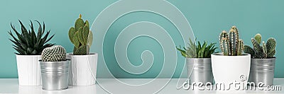Collection of various potted cactus house plants on white shelf against pastel turquoise colored wall. Cactus plants banner. Stock Photo