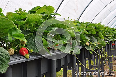 Modern strawberry farm. Industrial farming Stock Photo