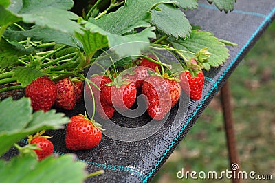 Modern strawberry farm. Industrial farming Stock Photo