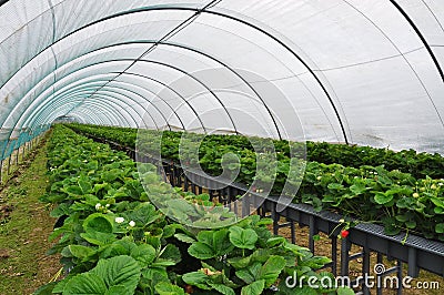 Modern strawberry farm. Industrial tunnel farming Stock Photo