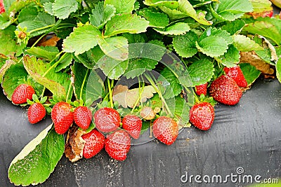 Strawberry farm Stock Photo