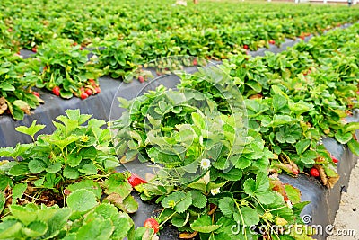 Strawberry farm Stock Photo