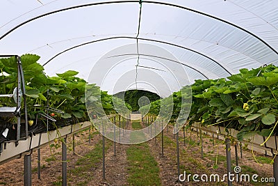 Modern strawberry greenhouse with beds at standing height on she Stock Photo
