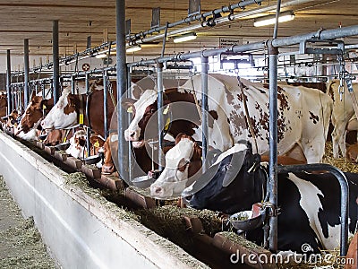 Modern swiss cow farm Stock Photo