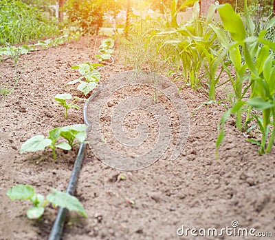 Modern system in agronomy drip irrigation to save water and freshness and nutrition of plants in the garden, dropper dispensers Stock Photo