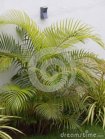 Modern tropical garden in English style Stock Photo