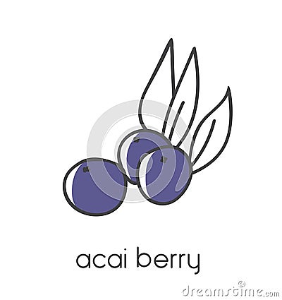 Modern vector illustration of a superfood Acai berry. Vector Illustration