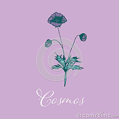 Wild Cosmos flower design isolated object Vector Illustration