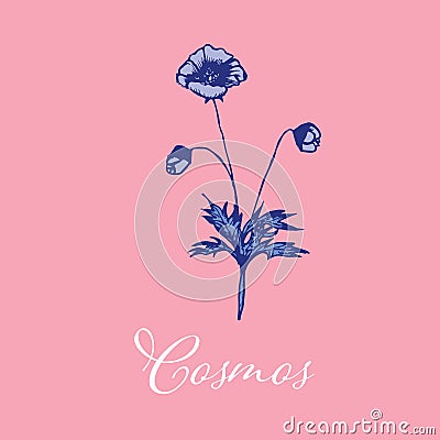 Wild Cosmos flower design isolated object Vector Illustration