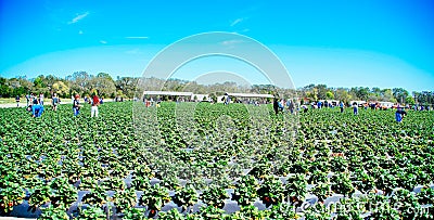 A modern U-pick strawberry farm Editorial Stock Photo