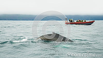 Modern Zodiac boat for big group of tourists is chasing a humpback whale at whale watching safari near Husavik, Iceland Editorial Stock Photo