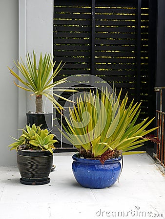 Modernist garden: subtropical potted plants Stock Photo