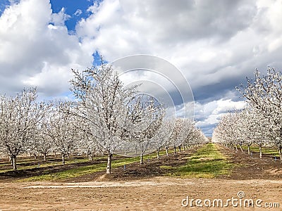 Frosty Morning Springtime Orchards Landscape in Modesto a California Stock Photo