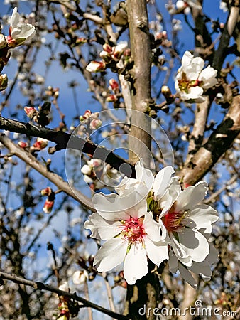 Springtime Orchard Blooms Landscape in Modesto California Stock Photo