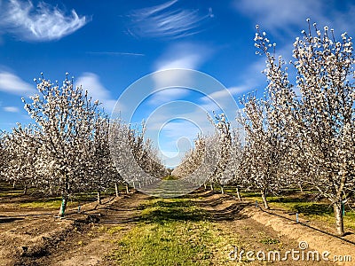 Springtime Orchards Landscape in Modesto a California Stock Photo