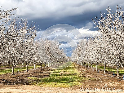 Springtime Orchards Landscape in Modesto a California Stock Photo