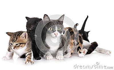 Moggy kitten and cat Stock Photo