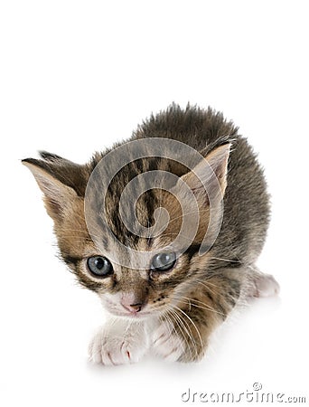 Moggy kitten in studio Stock Photo