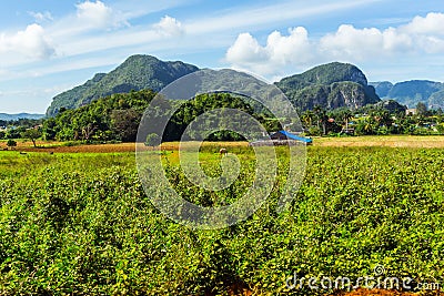 Mogotes in Vinales, countryside of Cuba Stock Photo
