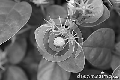 Mogra Flower Monochrome View Stock Photo