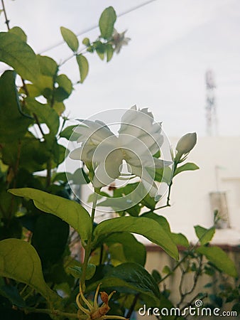 Mogra flower plant beauty Stock Photo