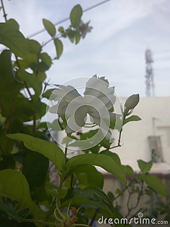 Mogra Plant and the nature Stock Photo