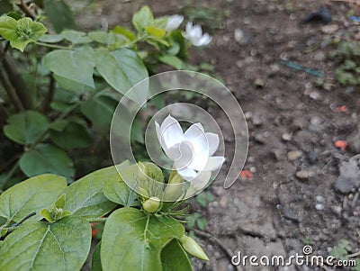Mogra special flower Stock Photo