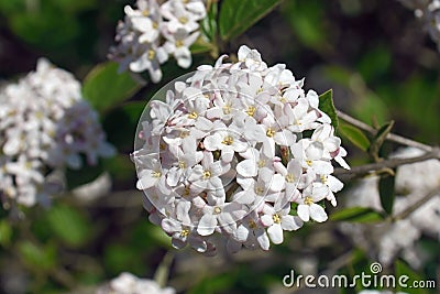 Mohawk viburnum flowers. Stock Photo