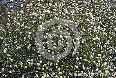 Mohawk viburnum tree in blossom. Stock Photo