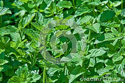 Mohito mint Stock Photo