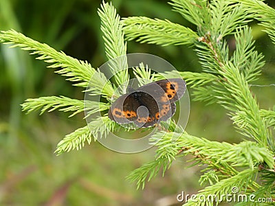 Mohr falter butterfly branch of a spruce tree Stock Photo