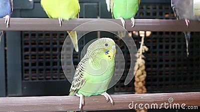 quaker parrot petsmart