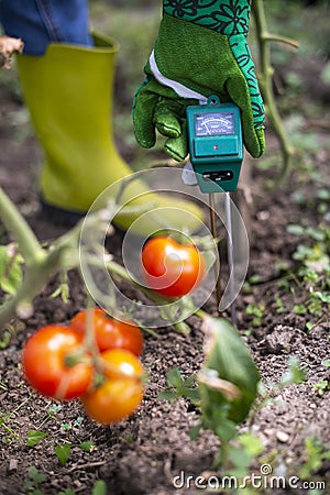 Moisture meter tester in soil. Measure soil for humidity on tomato plants with digital device. Woman farmer in a garden Stock Photo