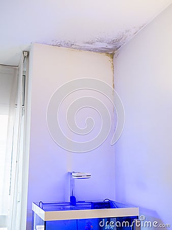 Moisture stains and fungus in the ceiling due to the evaporation of a reef aquarium Stock Photo