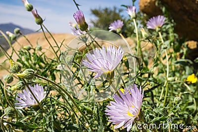 Mojave aster Xylorhiza tortifolia wild flowers blooming in Joshua Tree National Park, California Stock Photo