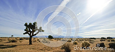 Mojave Desert Joshua Tree Stock Photo