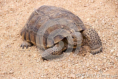 Mojave desert tortoise Stock Photo