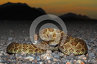 Mojave Rattlesnake - Crotalus scutulatus Stock Photo