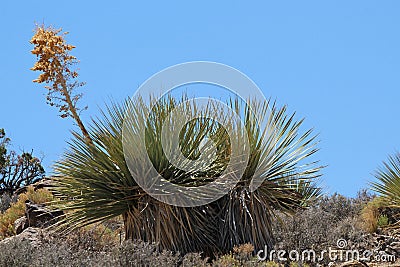 Mojave Yucca Stock Photo