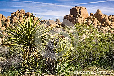 Mojave Yucca Yucca schidigera, Joshua Tree National Park, California Stock Photo