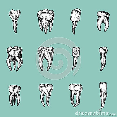 Molar teeth enamel, dental set. work of the dentist and care for children. oral cavity clean or dirty. health or caries Vector Illustration