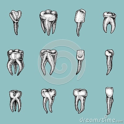 Molar teeth enamel, dental set. work of the dentist and care for children. oral cavity clean or dirty. health or caries Vector Illustration